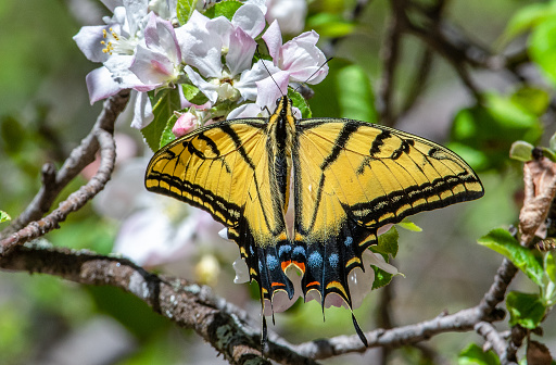 This beautiful Two-tailed Swallowtail butterfly spent hours feeding on the beautiful blooms of this tree in a southern New Mexico woodland.