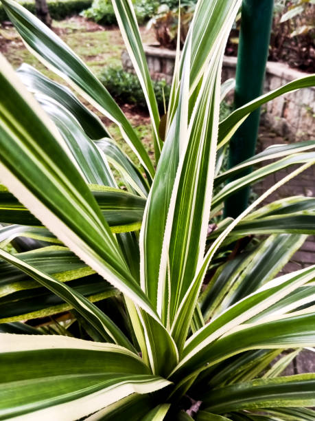 istock Pandanus Veitchii or the beautiful Yellow Pandan 1480088097