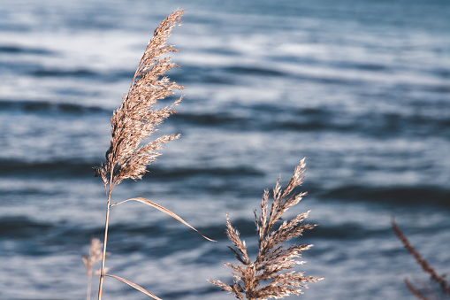 Dry coastal reed on blurred blue water background, natural photo with selective focus