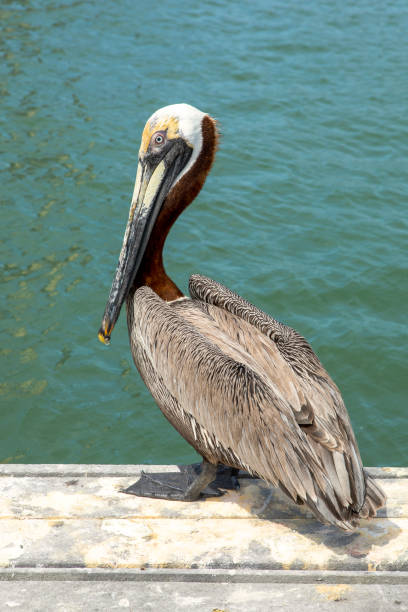 istock Close Up oF Pelican 1480092102