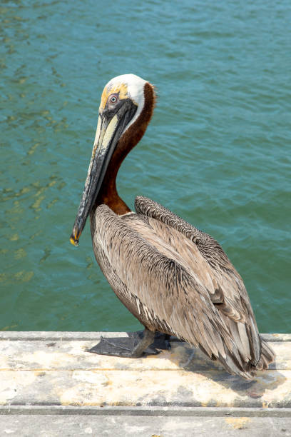 Close Up oF Pelican A close up of a pelican by the water in Clearwater Beach, Florida, USA. clearwater stock pictures, royalty-free photos & images