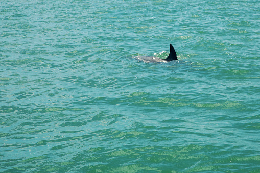 The dark fin of a bottlenose dolphin sticking out of the waters of Clearwater, Florida.