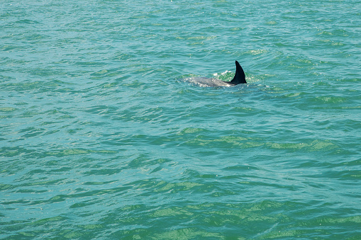 A common bottlenose dolphin jumps in the air beside a boat off the Pacific coast of Costa Rica.