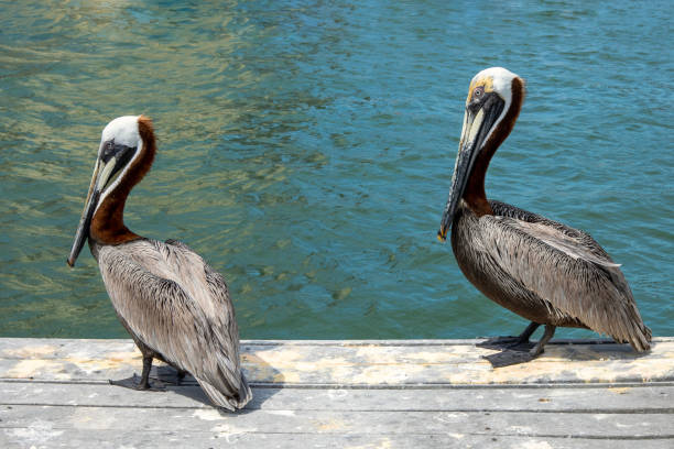 Pair of Pelicans Two pelicans on a boat dock in Clearwater Beach,  Florida. brown pelican stock pictures, royalty-free photos & images
