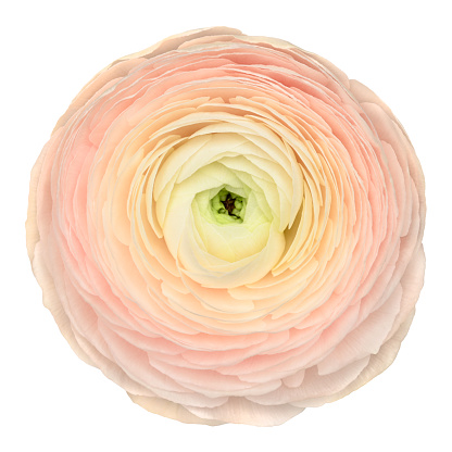 Pink Ranunculus Asiaticus buttercup flower head isolated on white background