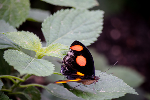 A stunning butterfly with  color-corrected wings in fiery red and  sunny yellow perched on a leaf.