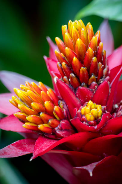 istock Red Spiky Bromeliad with Yellow Pointy Center 1480093474