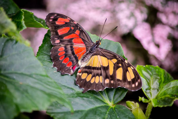 istock Butterfly With Red and Yellow Wings Perched on a Leaf 1480093480