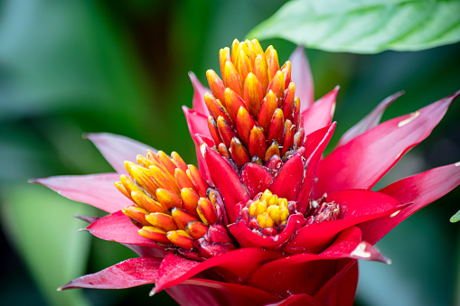 A stunning tropical bromeliad with spiky red petals/leaves and a striking cluster of yellow pointed spikes in the center.