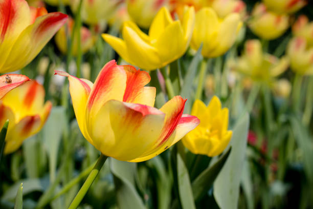 желтые тюльпаны с красным узором в полоску в весеннем поле - apeldoorn стоковые фото и изображения