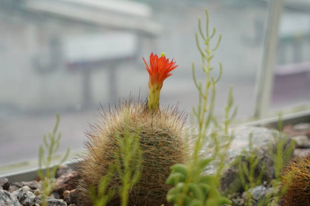 el cactus con flores en latín llamado echinocereus triglochidiatus es una especie de cactus erizo. - cactus hedgehog cactus close up macro fotografías e imágenes de stock