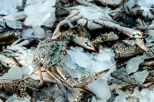 Fresh chilled row crabs on the ice in the fish market