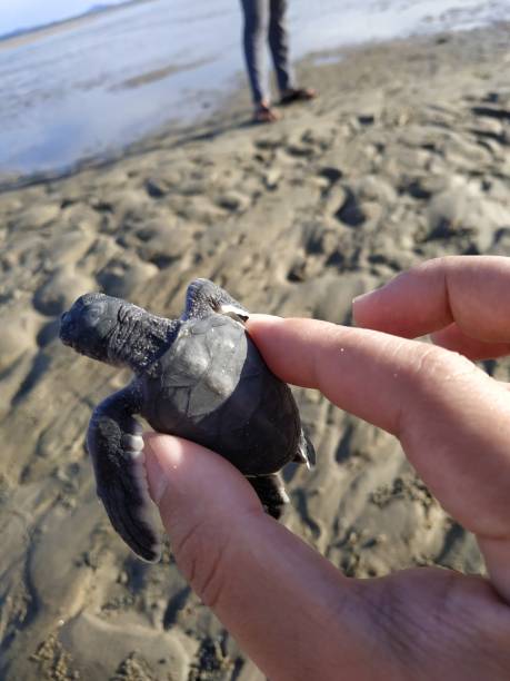 istock Baby sea turtle 1480094769