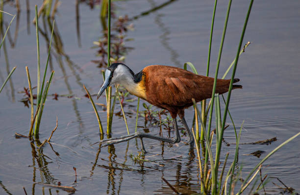 istock An African Jacana (Actophilornis africanus) walking amongst reeds 1480097296