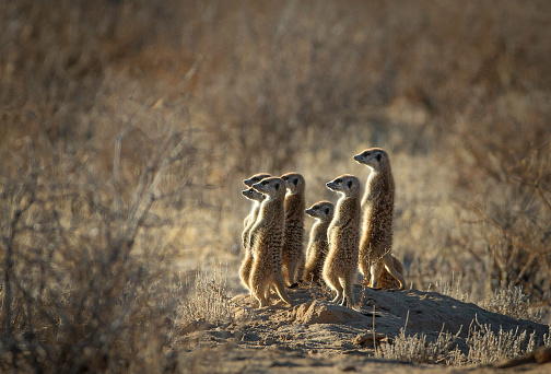 To look out for predators, one or more meerkats stand sentry, to warn others of approaching dangers. When a predator is spotted, the meerkat performing as sentry gives a warning bark or whistle, and other members of the group run and hide in one of the many holes they have spread across their territory.