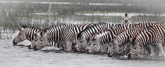 Zebras may travel or migrate to wetter areas during the dry season. Plains zebras have been recorded travelling 500 km between Namibia and Botswana, the longest land migration of mammals in Africa.