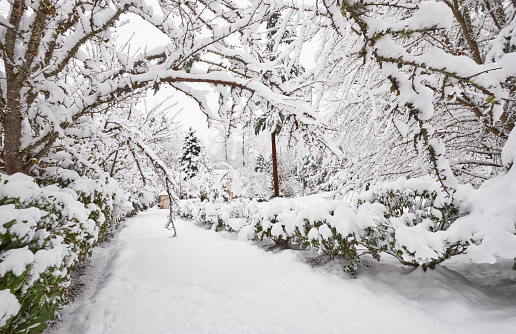 Trees lining a driveway bent over to make a tunnel by the weight of the snow