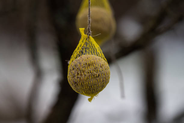 Bird seed ball hanging from a rope at winter.