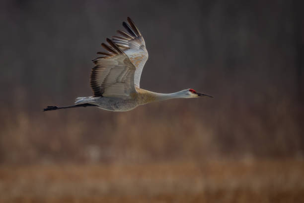 istock flight of a Sandhill Crane over a wetland 1480102778