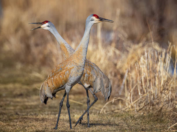istock a Sandhill Crane pair, in the migration period, resting after courtship 1480102901