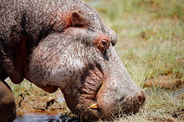 Hippopotamus Grazing stock photo