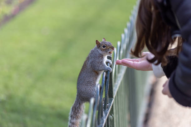 Squirrel in a park eating food from a woman's hand