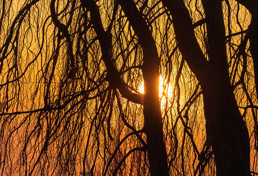 April 2023: Dramatic sunset sky colors with tree branches in the foreground