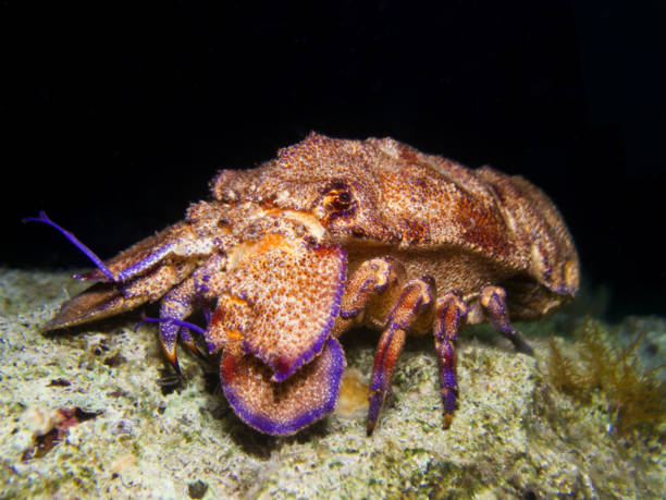istock Mediterranean slipper lobster at night 1480105448