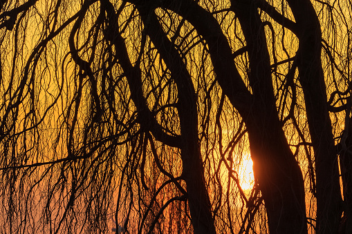 April 2023: Dramatic sunset sky colors with tree branches in the foreground