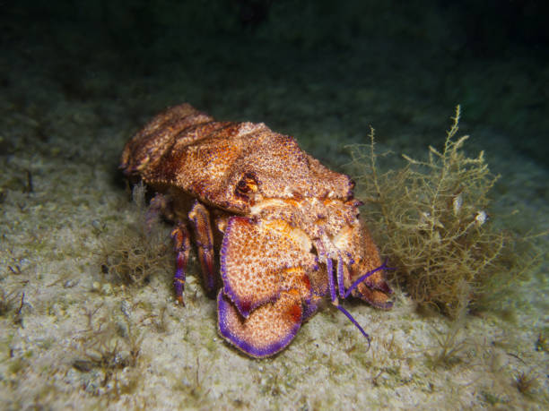 istock Scyllarides latus from Cyprus 1480105472