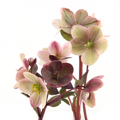 Evergreen flower Hellebore, Christmas rose, blooms in winter outdoors when the weather is cold and snow.
