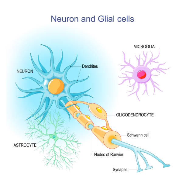Neuron and Neuroglia. Structure of a neuron and glial cells Neuron and Neuroglia. Structure and components of a neuron: dendrites, synapses, axon, myelin sheath, nodes of Ranvier, and Schwann cells. supportive glial cells: astrocytes, oligodendrocytes, and microglia. Vector infographic neural axon stock illustrations