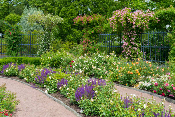 istock Rose garden flowerbeds 1480109733