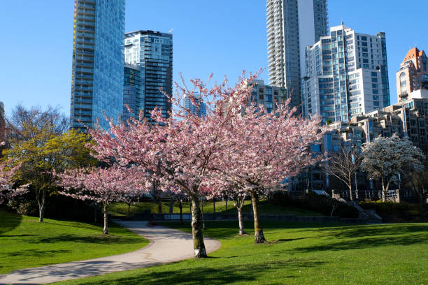 istock Blooming sakura cherry blossom branch with skyscraper building in background in spring, Vancouver, BC, Canada. David Lam Park Cherry blossoms in full bloom in the city 1480109939