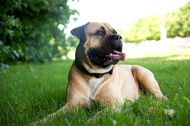 cachorro deitado na grama - bull mastiff - fotografias e filmes do acervo