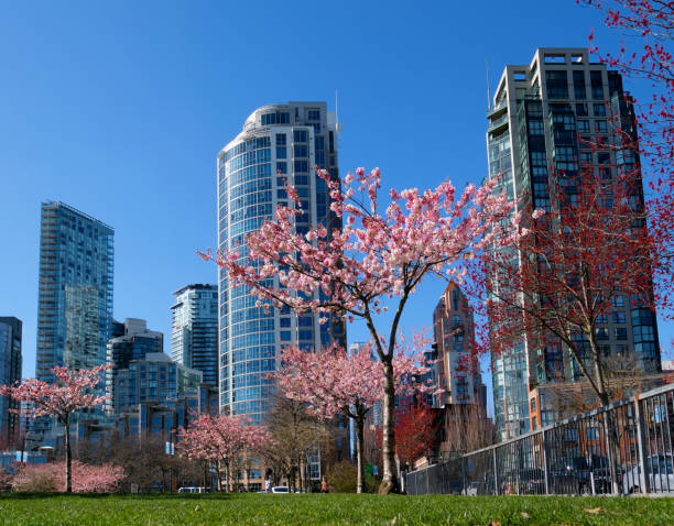 Cherry blossoms in full bloom in the city Blooming sakura cherry blossom branch with skyscraper building in background in spring, Vancouver, BC, Canada. David Lam Park