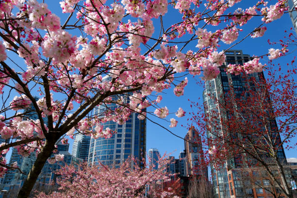 istock Blooming sakura cherry blossom branch with skyscraper building in background in spring, Vancouver, BC, Canada. David Lam Park Cherry blossoms in full bloom in the city 1480110578