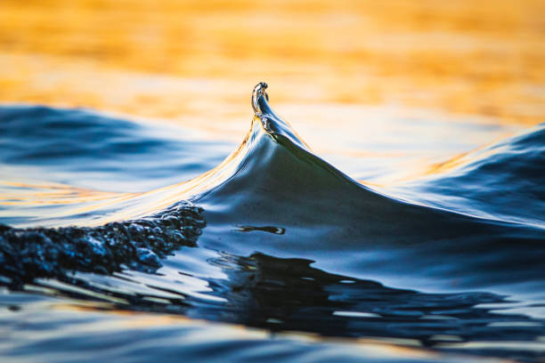 Small abstract wave splashing in golden light on shoreline stock photo