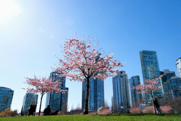 istock Blooming sakura cherry blossom branch with skyscraper building in background in spring, Vancouver, BC, Canada. David Lam Park Cherry blossoms in full bloom in the city 1480110898