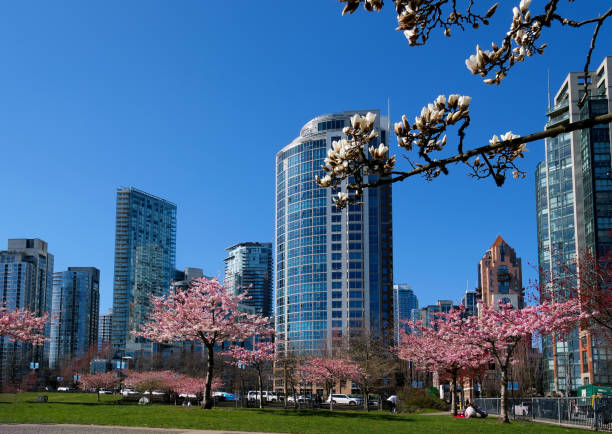 istock Blooming sakura cherry blossom branch with skyscraper building in background in spring, Vancouver, BC, Canada. David Lam Park Cherry blossoms in full bloom in the city 1480111720