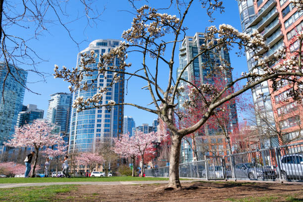 istock Blooming sakura cherry blossom branch with skyscraper building in background in spring, Vancouver, BC, Canada. David Lam Park Cherry blossoms in full bloom in the city 1480111988