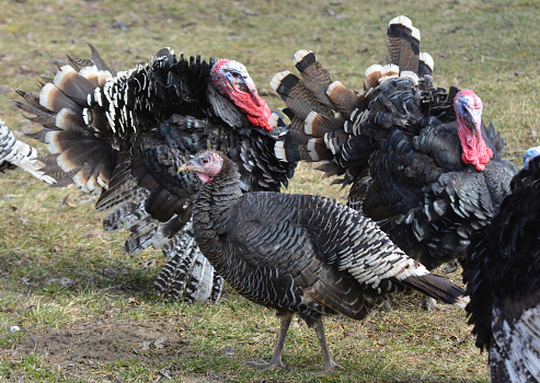 Herd of home turkeys in a rural backyard