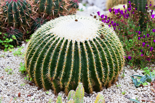 Echinocactus grusonii in a dry garden in the south of France