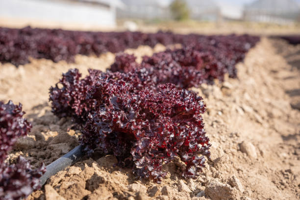 Close up red lettuce grown in the farmland