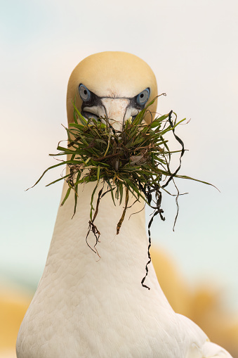 Northern gannet making its nest
