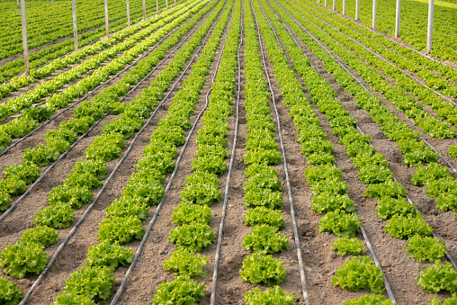 Agriculture of Iceberg Lettuce in organic farm green house