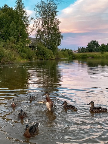 Wild ducks on the small lake, wildlife birds, summertime, landscape