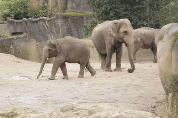 istock Group of elephants in the zoo 1480121456
