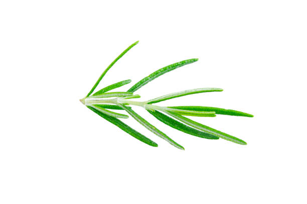 istock Rosemary isolated on white background. Clipping path 1480122657