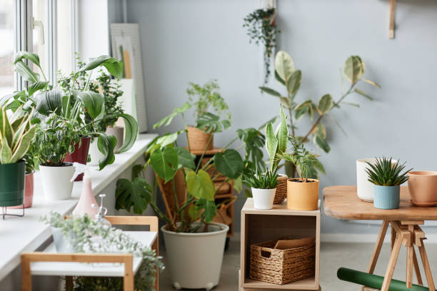 istock Background image of various live plants indoors with vibrant greenery home decor 1480122884